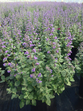 Green Promise Farms Nepeta Blue Wonder silvery foliage, drought-tolerant groundcover for borders.