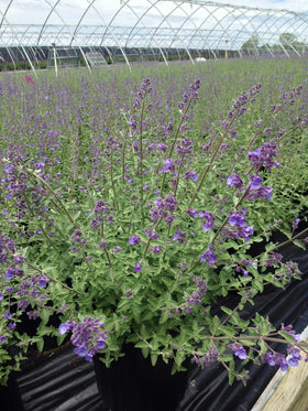 Green Promise Farms Nepeta Blue Wonder compact mound, ideal for front borders and underplanting.