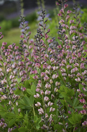 Green Promise Farms Baptisia Pink Truffles bloom with pink-lavender flowers for vibrant borders.