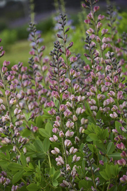 Green Promise Farms Baptisia Pink Truffles bloom with pink-lavender flowers for vibrant borders.