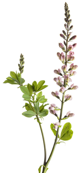 Green Promise Farms Baptisia Pink Truffles foliage offers blue-green structure year-round.