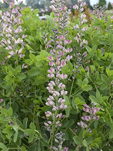 Green Promise Farms Baptisia Pink Truffles compact-size plant suits urban spaces.