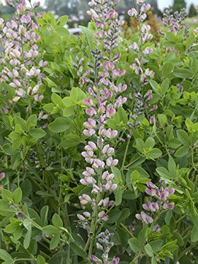 Green Promise Farms Baptisia Pink Truffles compact-size plant suits urban spaces.