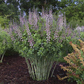 Green Promise Farms Baptisia Pink Truffles drought-tolerant roots for resilience.