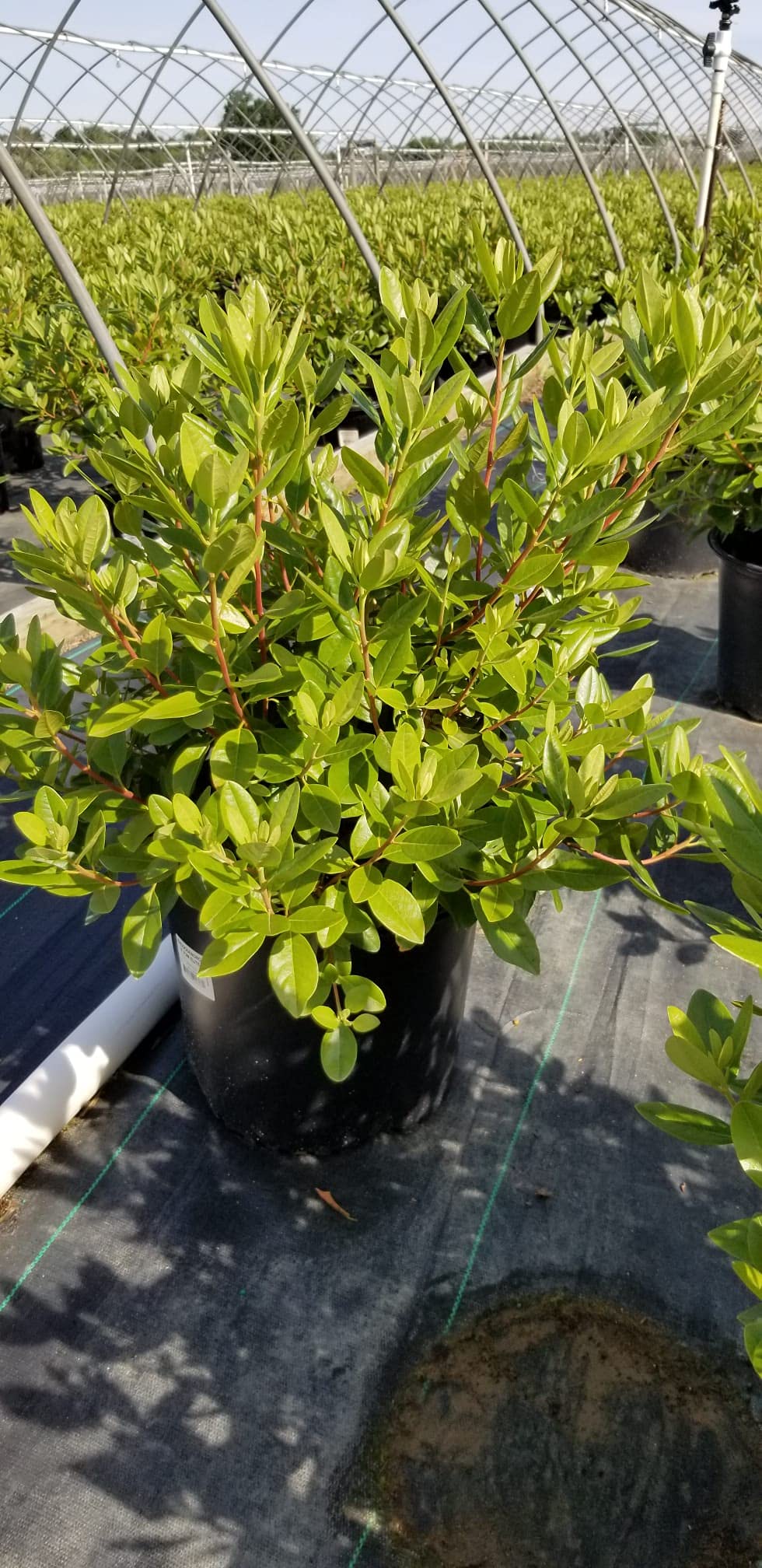 PJM Elite 3-gallon pot ships ready to plant