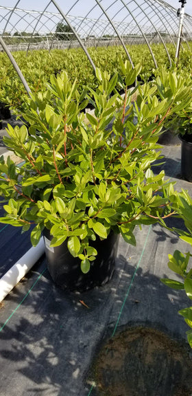 PJM Elite 3-gallon pot ships ready to plant