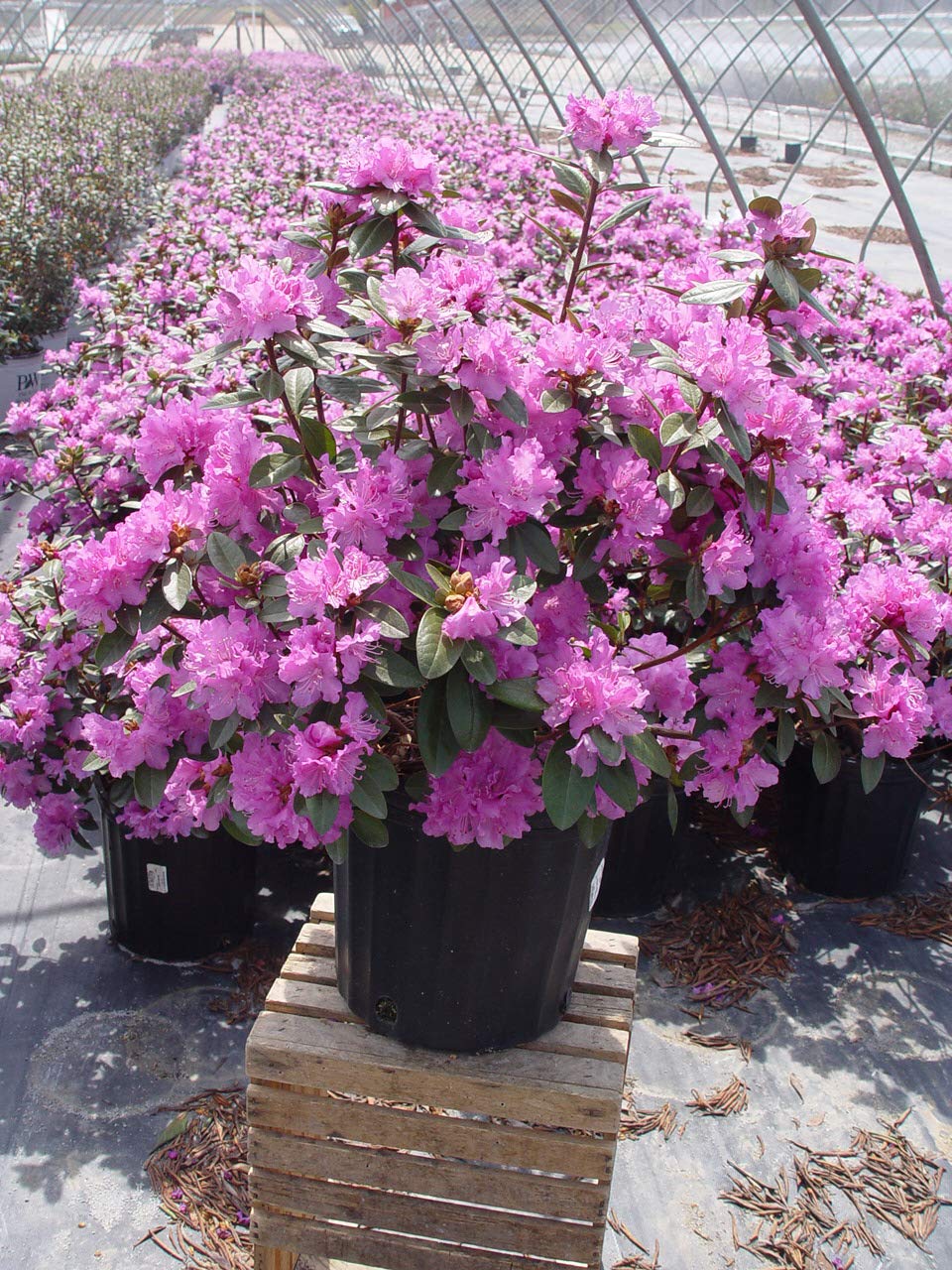 PJM Elite lavender-pink blooms add vibrant color