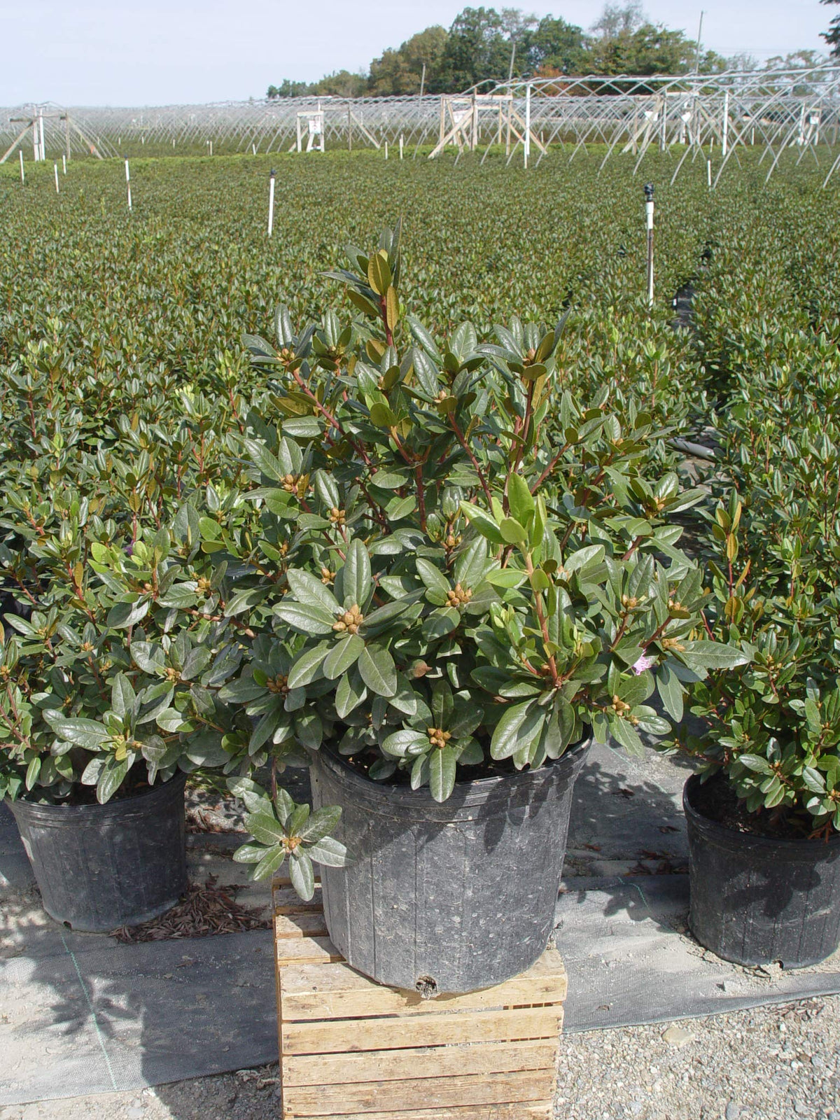 PJM Elite evergreen foliage provides year-round contrast