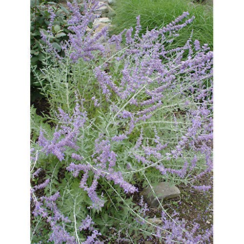 Green Promise Farms Russian Sage in a ready-to-plant container, easy installation.