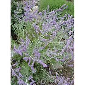 Green Promise Farms Russian Sage in a ready-to-plant container, easy installation.