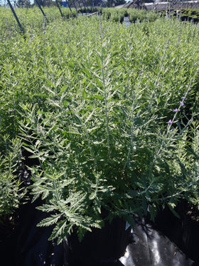 Green Promise Farms Russian Sage lavender-blue flowers, perfect for vibrant border plantings.