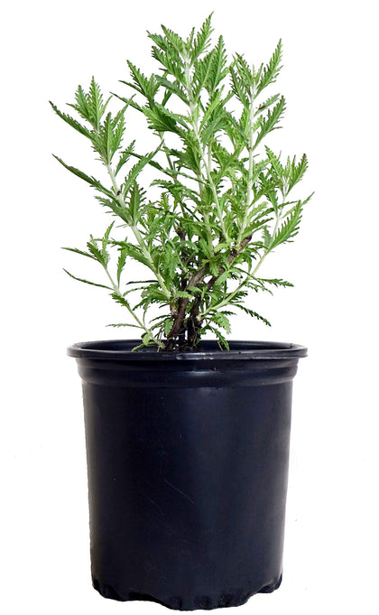 Green Promise Farms Russian Sage with silver foliage, ideal for sensory garden borders.