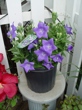 Close-up of Green Promise Farms Sentimental Blue Balloon Flower blossoms in vivid blue