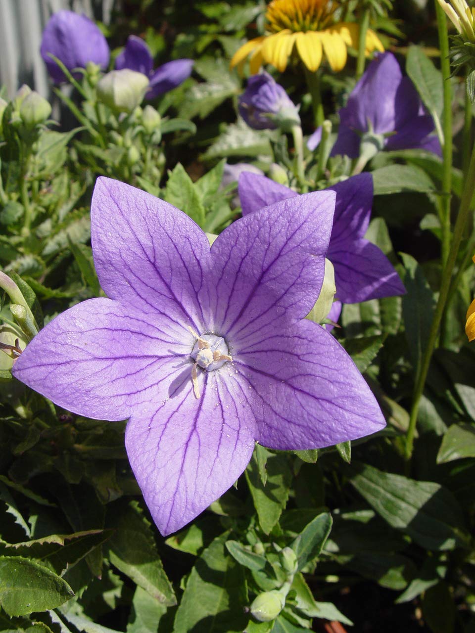 Green Promise Farms Sentimental Blue Balloon Flower container-ready for immediate planting