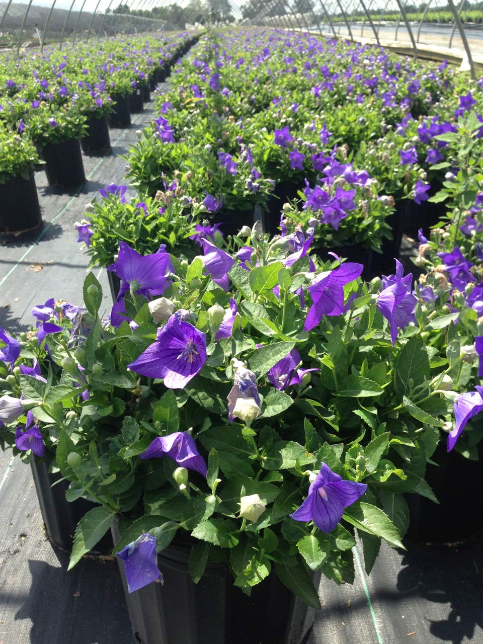 Green Promise Farms Sentimental Blue Balloon Flower in bloom adds color to sunny borders