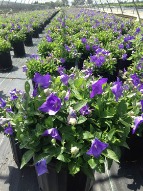 Green Promise Farms Sentimental Blue Balloon Flower in bloom adds color to sunny borders