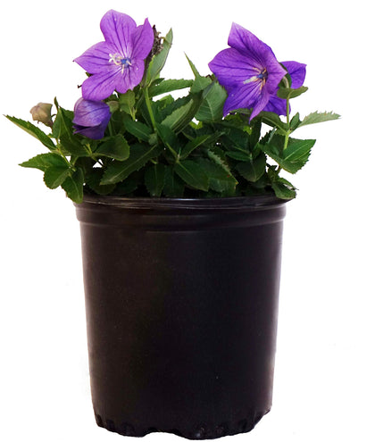 Green Promise Farms Sentimental Blue Balloon Flower in a pot, ready for planting in borders