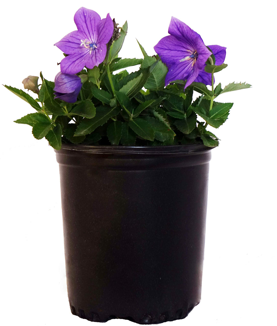 Green Promise Farms Sentimental Blue Balloon Flower in a pot, ready for planting in borders