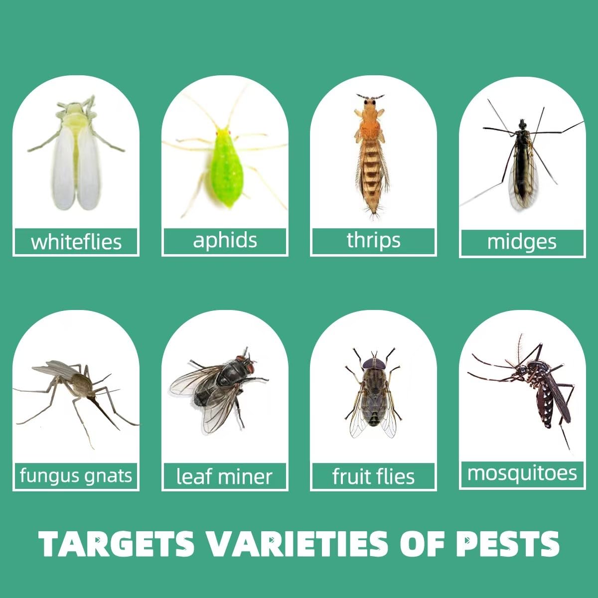 Greenkeeper Ver. 2.0 yellow gnat trap packaging shows 36 ready-to-use traps.