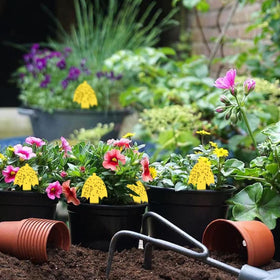 Greenkeeper Ver. 2.0 yellow gnat trap color attracts pests for home use.