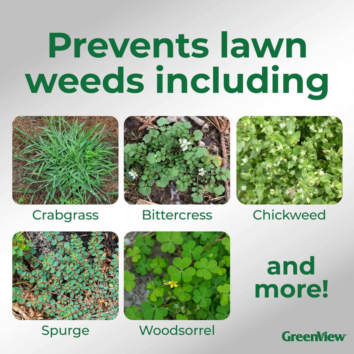 GreenView Dimension crabgrass preventer barrier on a healthy lawn