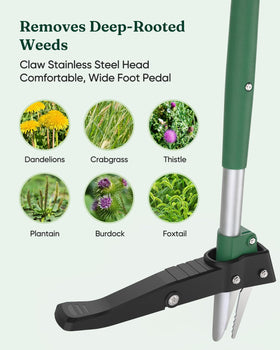 Grenebo stand up weed puller being used on soft soil after watering.