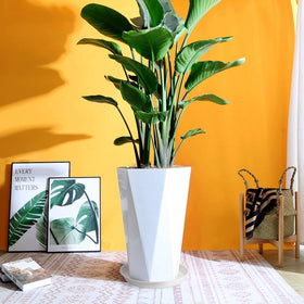 GRESPRI deep basin catches runoff to protect floors from large pots.