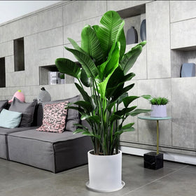 GRESPRI sleek white finish complements modern decor for plant setups.