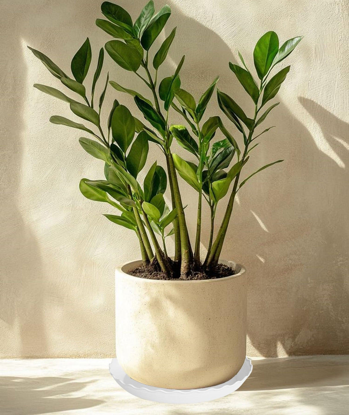 Grjoprt 12-inch white plant saucer accommodates larger pots neatly.