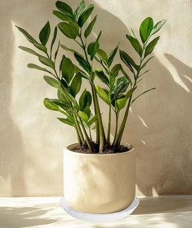 Grjoprt 12-inch white plant saucer accommodates larger pots neatly.