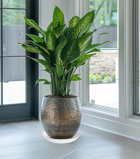 Grjoprt white six-pack plant saucers for versatile indoor use.