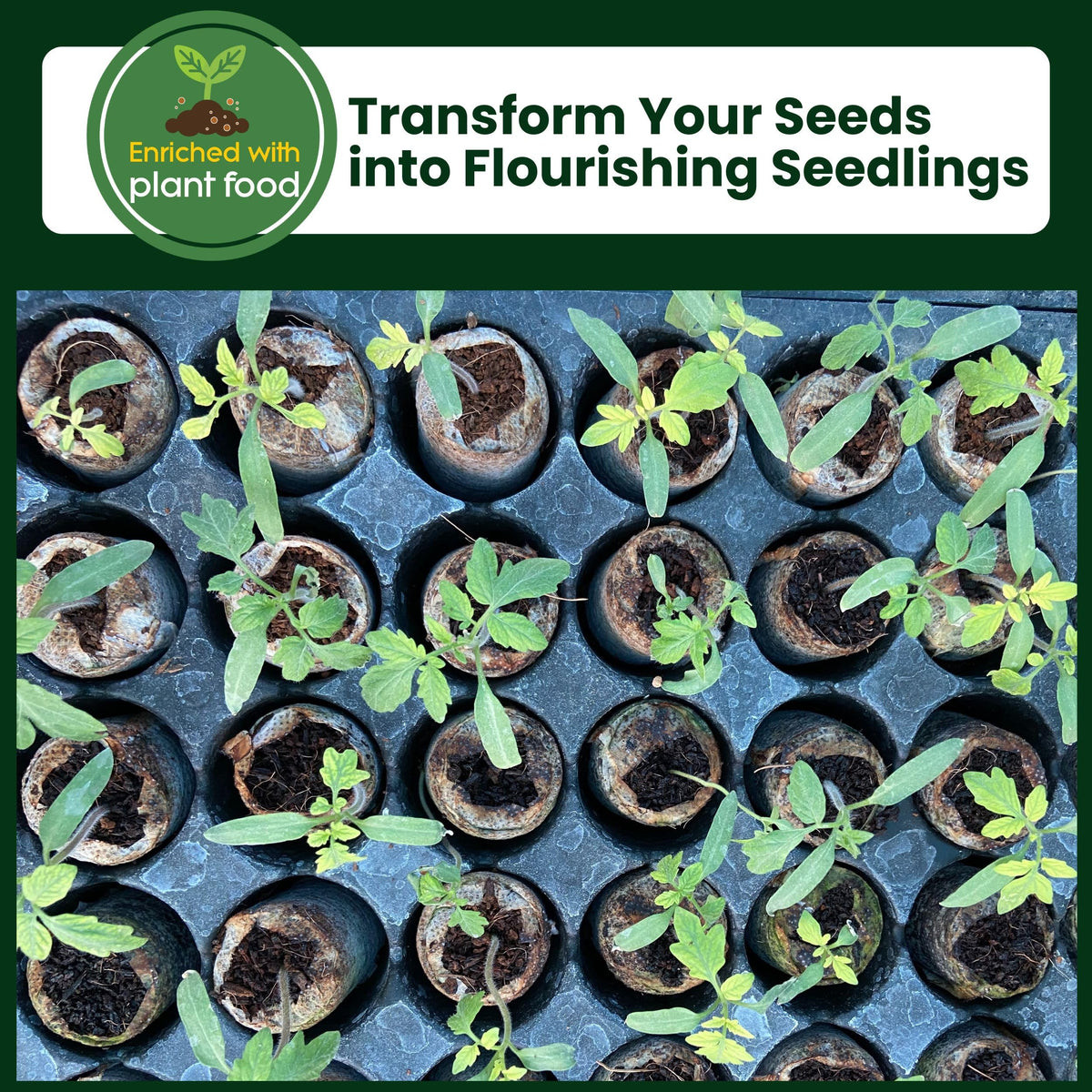 Gro-Med seed starter kit for herbs, vegetables, and flowers start