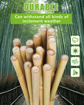 Groovboo bamboo stakes promote vertical growth for climbing plants and tidy beds.
