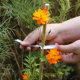 Groovboo bamboo stakes ideal for potted plants to stabilize stems.