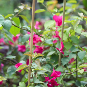 Groovboo natural bamboo stakes are handcrafted, durable, and reusable.