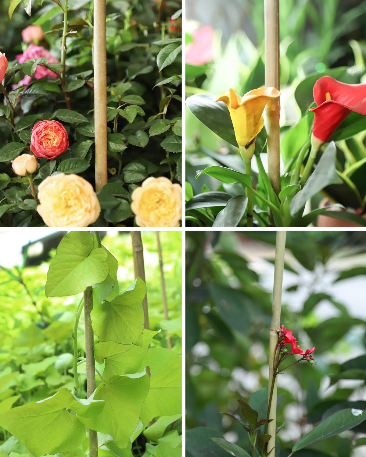 Groovboo includes 30 stakes per pack for ample garden support.