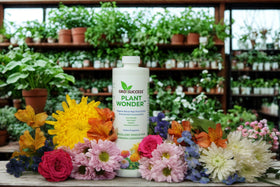 GroSuccess PlantWonder indoor plants thriving with liquid feed
