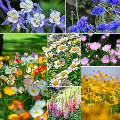 Groundio 13 varieties partial shade wildflower seeds package ready for planting
