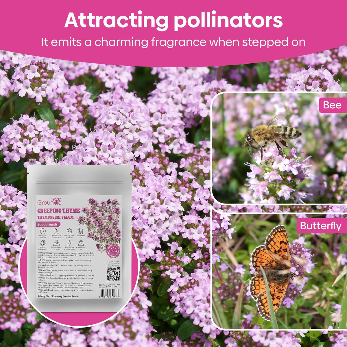 Groundio bee-friendly thyme supports pollinators in cottage gardens.