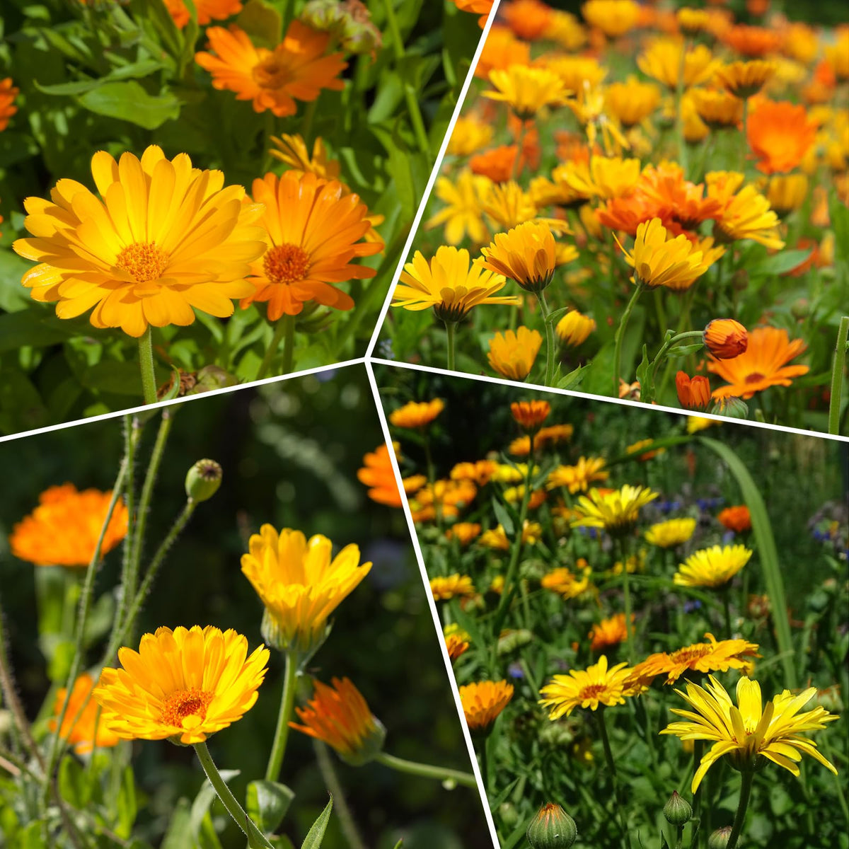 Groundio Calendula Pacific Beauty Mix seeds cover about 100 square feet.