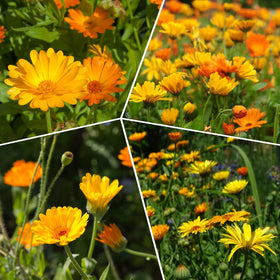 Groundio Calendula Pacific Beauty Mix seeds cover about 100 square feet.