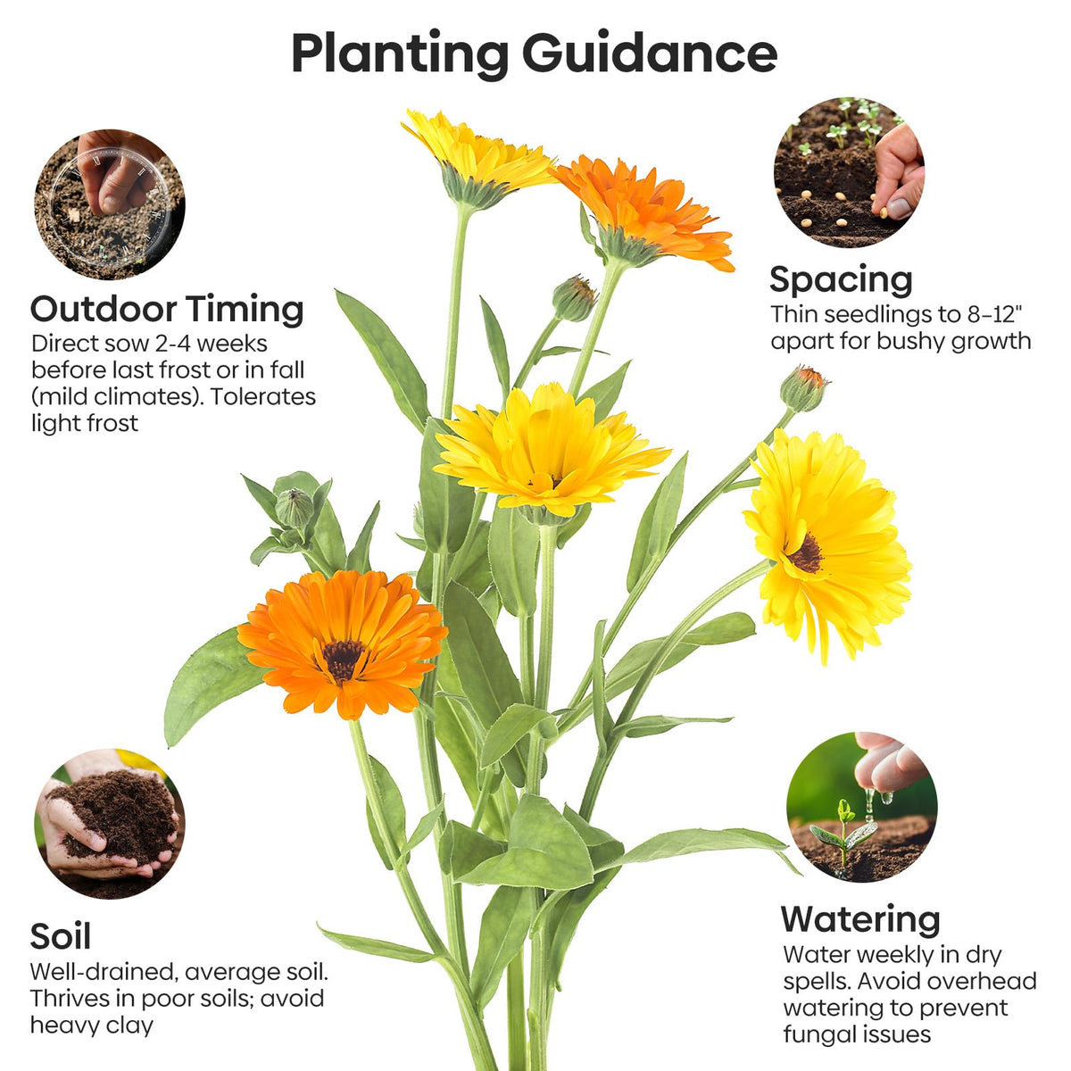 Groundio Calendula seeds showing high germination potential for quick color.