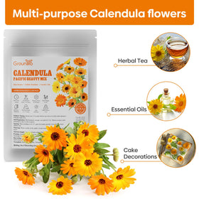 Groundio Calendula blooms attracting bees and hummingbirds in a garden.