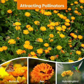 Groundio Calendula seeds grown in the United States for quality assurance.