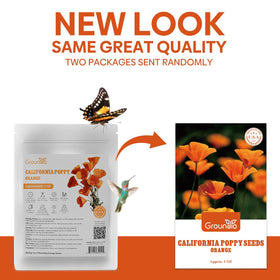 Groundio California poppy seeds flowers close-up highlights vibrant orange petals
