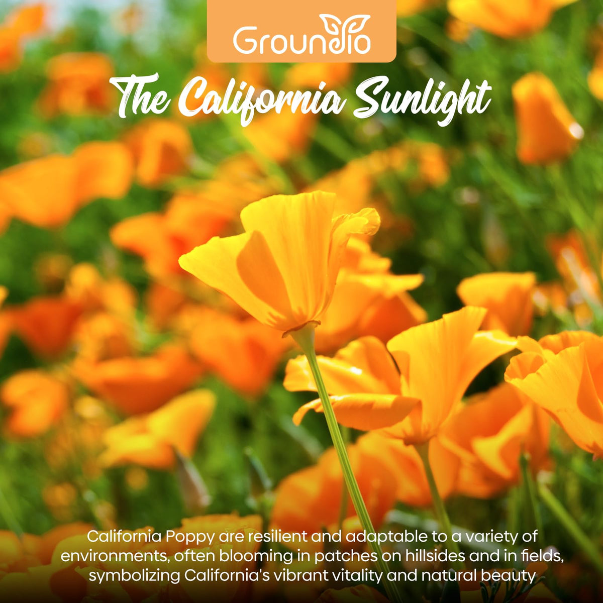 Groundio California poppy seeds garden bed displays bright color along a border