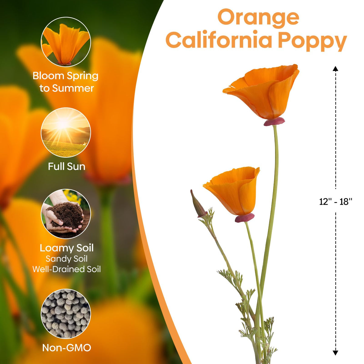 Groundio California poppy seeds germination detail shows healthy start for gardens