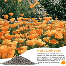 Groundio California poppy seeds attracting pollinators in a flourishing garden