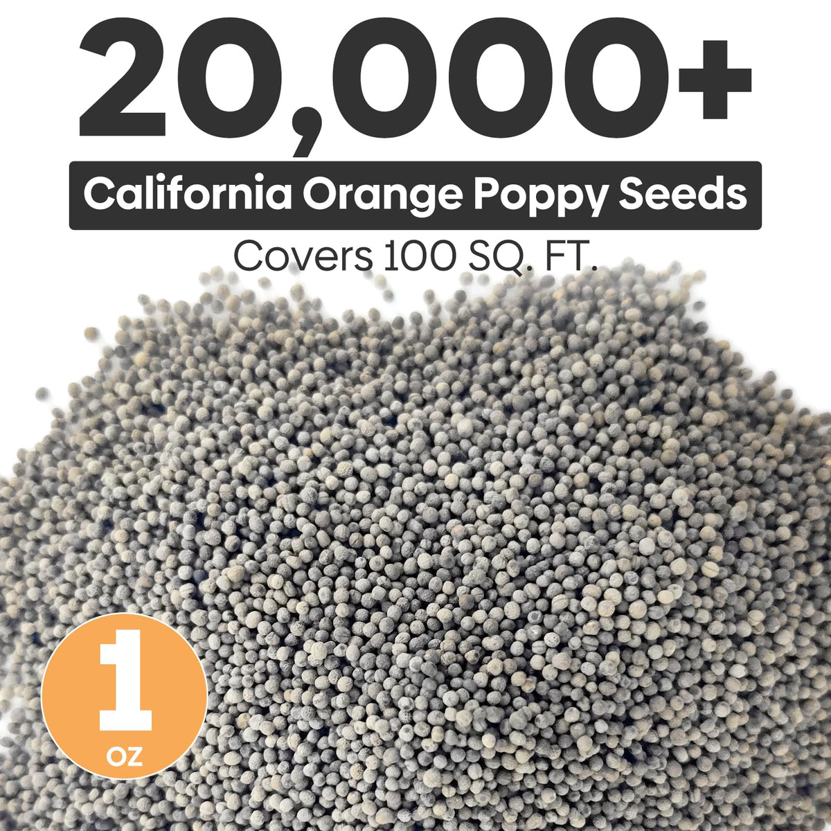 Groundio California poppy seeds sowing guide demonstrates easy spring planting