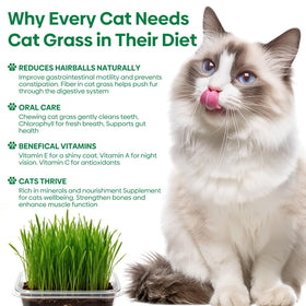 Groundio cat-paw stirring sticks speed planting and cleanup
